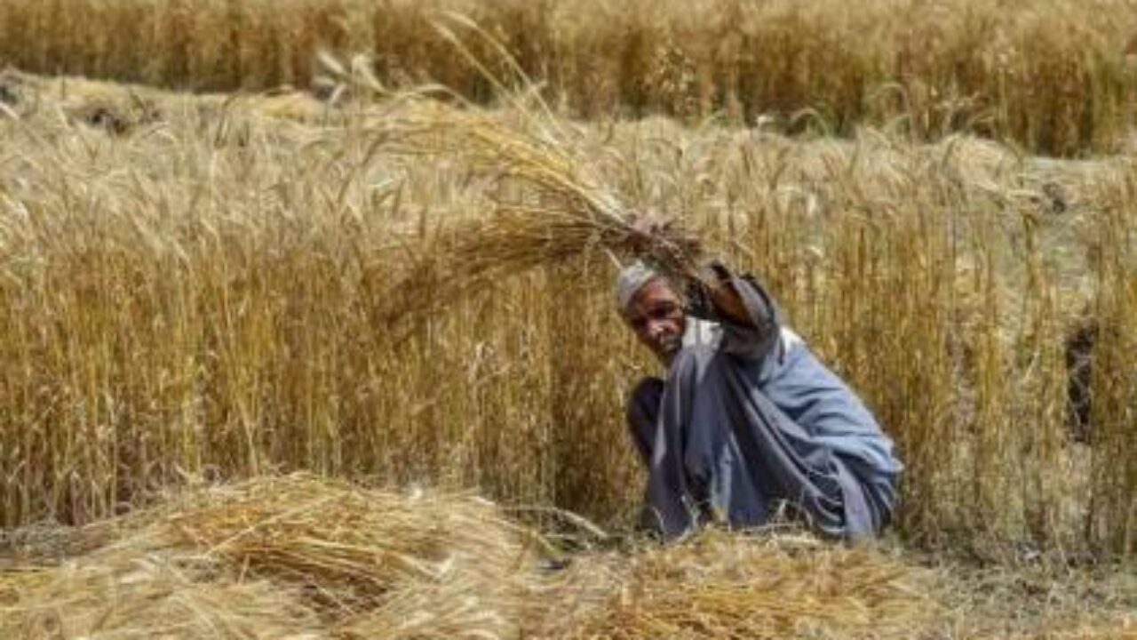 Inter-cropping Can Reduce Cost, Increase Profit: Secretary Agriculture South Punjab - Muzaffargarh.City | مظفرگڑھ ڈاٹ سٹی